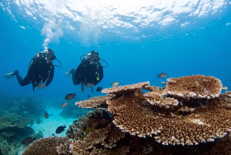 Scuba diving Sipadan to see giant sea turtles and fish with Sunny Holiday near Semporna.