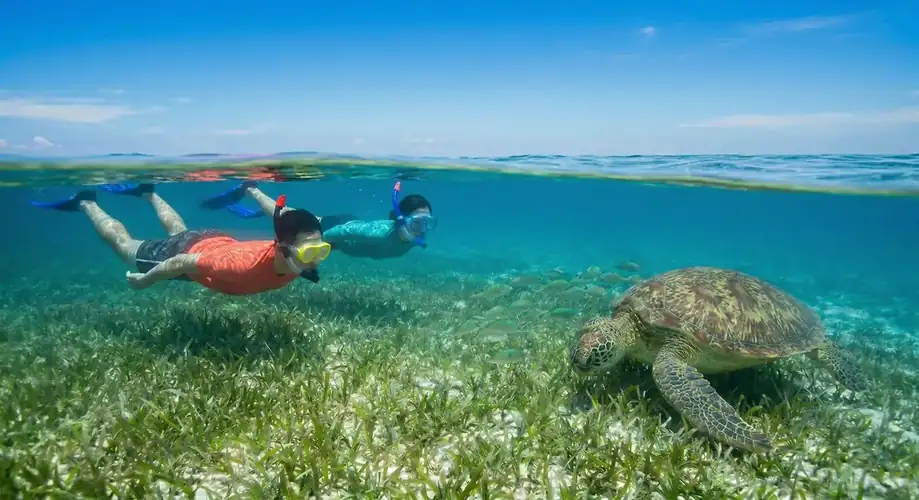 Encountering a sea turtle while snorkeling in Semporna Sunny Holiday